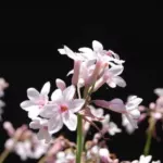 Tulbaghia comminsii x comminsii/violacea — violacea