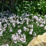 Tulbaghia comminsii x comminsii/violacea — photo 5