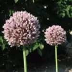 Allium ampeloprasum