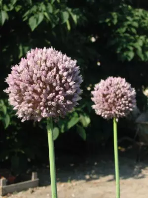 Allium ampeloprasum