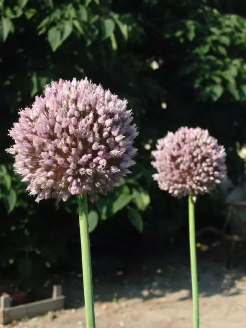 Allium ampeloprasum