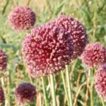 Allium ampeloprasum — Allium ampeloprasum