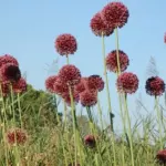 Allium ampeloprasum — porrum