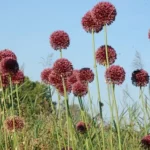 Allium ampeloprasum — photo 3