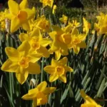 Narcissus odorus x