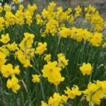 Narcissus odorus x — photo 2