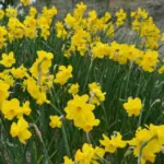 Narcissus odorus x — photo 2