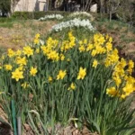 Narcissus odorus x — photo 3