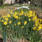 Narcissus odorus x — photo 3