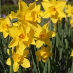 Narcissus odorus x — photo 4