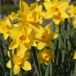 Narcissus odorus x — photo 4
