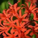 Nerine sarniensis Afterglow