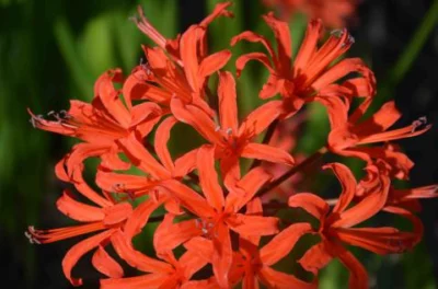 Nerine sarniensis Afterglow