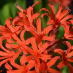 Nerine sarniensis Afterglow