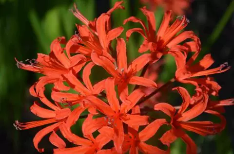 Nerine sarniensis Afterglow