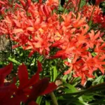 Nerine sarniensis Afterglow — Guernsey