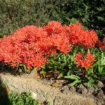Nerine sarniensis Afterglow — lis