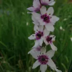 Onixotis stricta