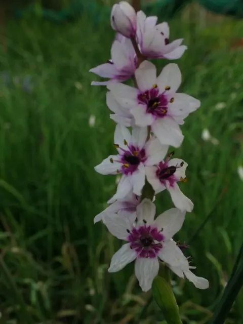 Onixotis stricta