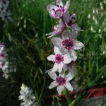 Onixotis stricta — Onixotis