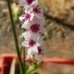 Onixotis stricta — photo 3