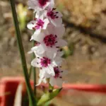 Onixotis stricta — stricta