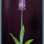 Scilla (merwilla) natalensis (Merwilla)
