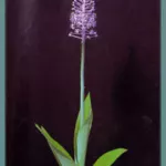 Scilla (merwilla) natalensis (Merwilla)
