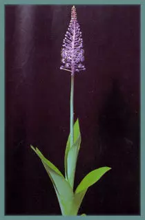 Scilla (merwilla) natalensis (Merwilla)