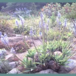 Scilla (merwilla) natalensis (Merwilla) — photo 2