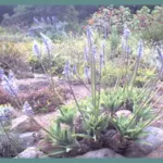 Scilla (merwilla) natalensis (Merwilla) — Scilla