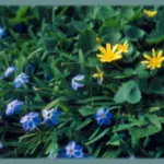Colis ‘jardin bleu Ipheion, Scilla peruviana, Hyac hispanica