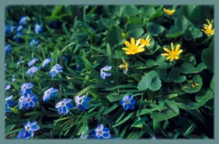 Colis &lsquo;jardin bleu Ipheion, Scilla peruviana, Hyac hispanica