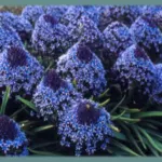 Colis ‘jardin bleu Ipheion, Scilla peruviana, Hyac hispanica — . Ipheion