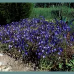 Colis ‘jardin bleu Ipheion, Scilla peruviana, Hyac hispanica — Scilla peruviana