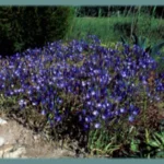 Colis &lsquo;jardin bleu Ipheion, Scilla peruviana, Hyac hispanica — photo 3