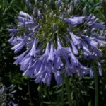 Agapanthus inapertus A.inapertus x praecox Bleu pâle