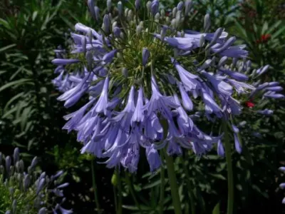 Agapanthus inapertus A.inapertus x praecox Bleu pâle