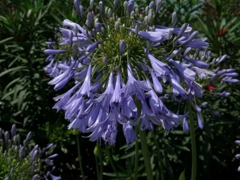 Agapanthus inapertus A.inapertus x praecox Bleu pâle