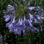 Agapanthus inapertus A.inapertus x praecox Bleu pâle