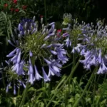 Agapanthus inapertus A.inapertus x praecox Bleu pâle — Agapanthus