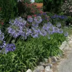 Agapanthus inapertus A.inapertus x praecox Bleu pâle — inapertus
