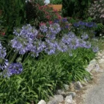 Agapanthus inapertus A.inapertus x praecox Bleu pâle — photo 3