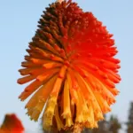 Kniphofia rooperi Villa de Noailles
