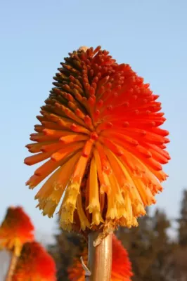 Kniphofia rooperi Villa de Noailles