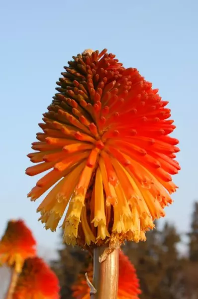 Kniphofia rooperi Villa de Noailles