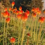 Kniphofia rooperi Villa de Noailles — hotpoker