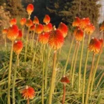 Kniphofia rooperi Villa de Noailles — photo 2