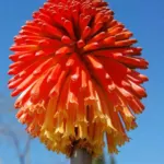 Kniphofia rooperi Villa de Noailles — tritoma