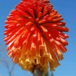 Kniphofia rooperi Villa de Noailles — photo 3